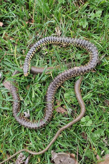 couleuvre verte et jaune 2023 01 Trouvée morte dans l'herbe, pas de trace de griffe, curieux ! longueur un bon mètre