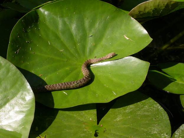 couleuvre vipérine Une autre espèce de couleuvre. Elle passe sa vie active dans l'eau.