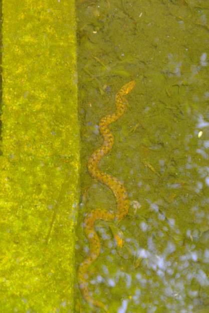 couleuvre vipérine 2019 04