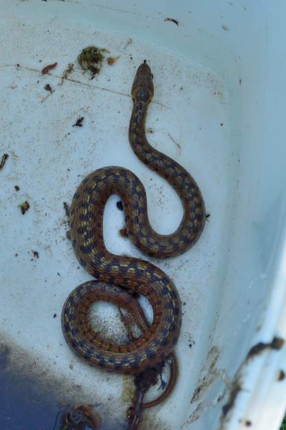 couleuvre vipérine 2020 04 14 Celle-ci est carrément une grosse bête