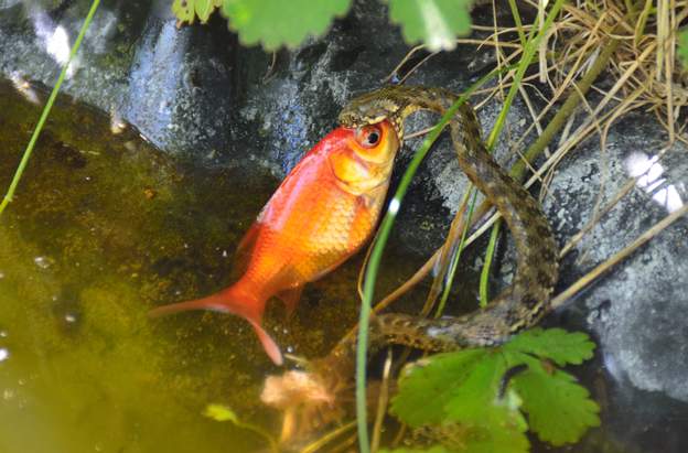 couleuvre vipérine mangeant Et voilà pourquoi les poissons rouges que nous avions mis il y a quelques temps ont disparu peu à peu.