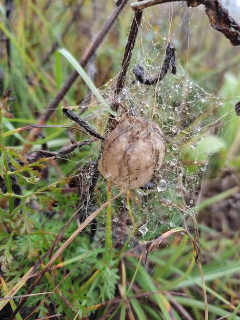 Argiope bruennichi (cocon) La femelle fécondée fabrique un cocon qu'elle accroche à l'intérieur d'un buisson. Peu de temps après la ponte, épuisée, elle meurt.