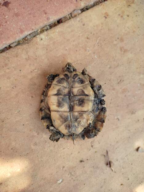 tortue de Floride 2026 07 (1) Trouvée morte tout en haut dans la haie nord. Peut-être un oiseau qui l'aurait transportée ?