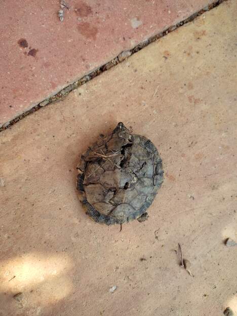 tortue de Floride 2026 07 (2)