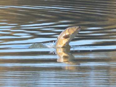 Dans l'eau