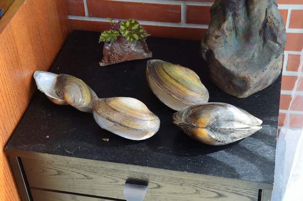 Anodonta grandis 2016 10 a Trouvées dans le lac, des coquilles de moules d'eau douce. Cette moule est un signe de bonne santé de l'eau du lac en dessous de chez nous. Pas comestible, car...