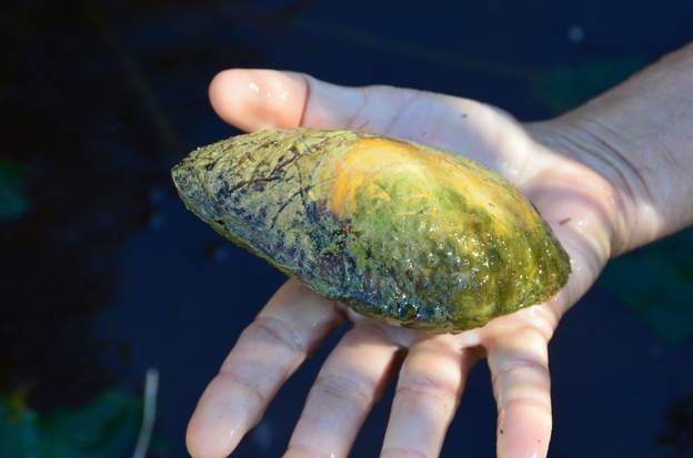 Anodonta grandis 2016 10 c Martine en a trouvé une qui semble vivante, car au sec depuis très peu, elle la met dans un des bassins. Elle est toujours vivante un an après.