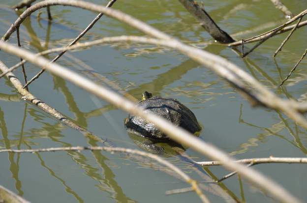 Tortue de Floride 2021 04