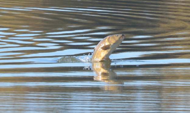 carpe 2015 Belle grosse carpe sautant hors de l'eau...