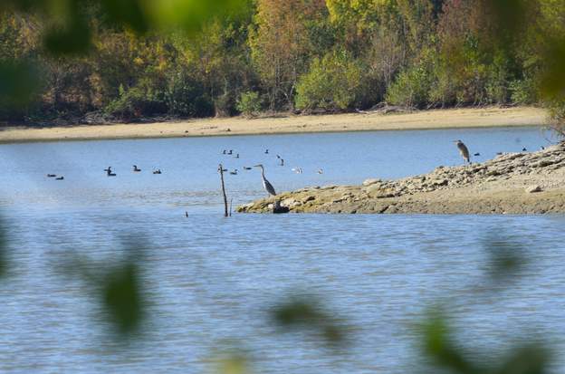 oiseaux 1 Le lac est chasse interdite, de nombreux oiseaux s'y réfugient pour passer l'hiver. Héron cendré, cormorans et canards cols verts. Ce sont eux qui apportent les...