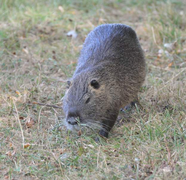 ragondin 2020 (1) Descendant au lac, Martine rencontre un gros ragondin qui ne l'avait pas vu. Ils ne font guère attention !