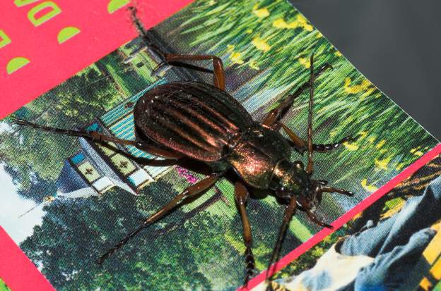 Carabus auratus (1) Le carabe doré ( Carabus auratus pseudolotharingus comme disent les carabologues pour la forme qui vit dans notre région).