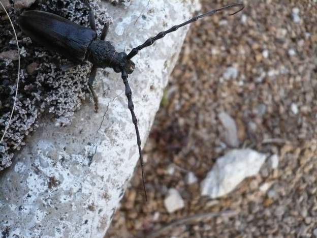 Cerambyx scopolii Le longicorne (capricorne aussi) : il ressemble au grand capricorne du chêne, mais il ne fait que 2 ou 3 cm max. Comme les antennes n'ont pas l'air d'être...