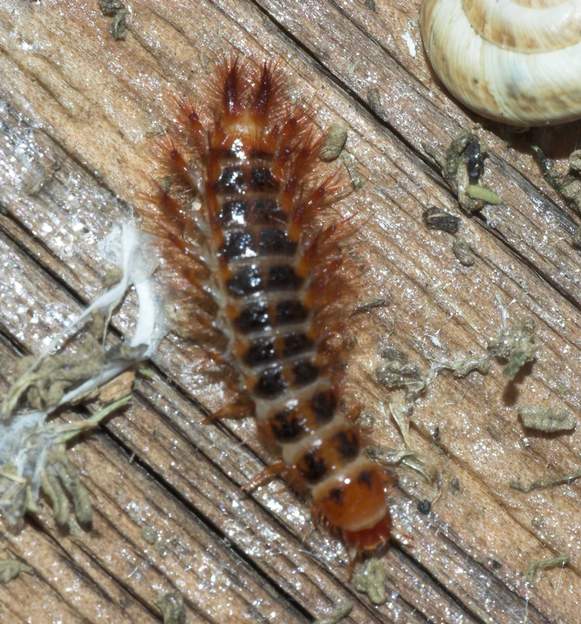 Drilus flavescens - larve C'est la seule espèce présente en France.