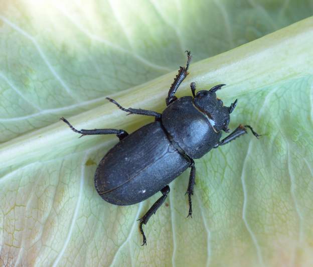 dorcus parallelipipedus (1) La Petite Biche , il mange surtout du bois mort en décomposition. C'est sans doute un mâle (denticule des mandibules et thorax non ponctué).