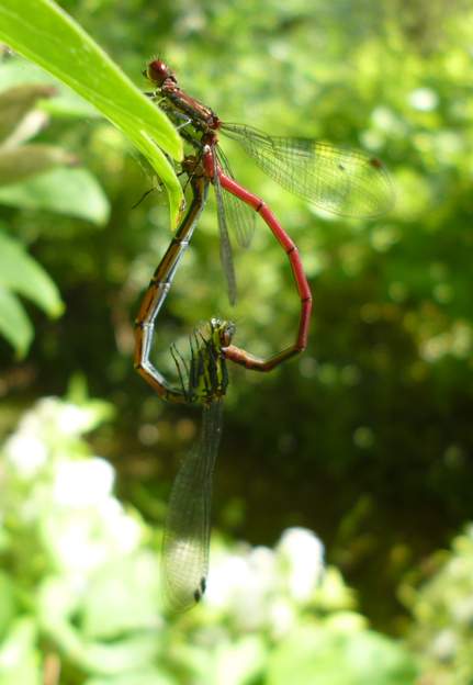 pyrrhosoma nymphula 4 C'est le 