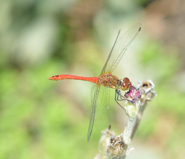 pyrrhosoma nymphula la demoiselle la plus classique, Elle va de pair avec la bleue, c'est joli ! 3 cm aussi. On l'appelle aussi la petite nymphe au coeur de feu ! Ici c'est un...