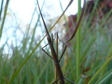 Mantodea