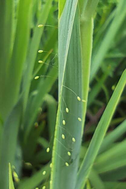 Chrysoperla sp. (oeuf) Les mangeuses de puceron quand les larves sortiront.