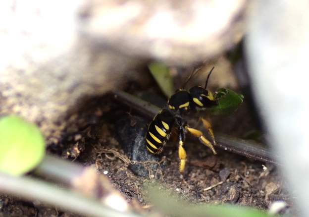 Vol avec une feuille Là elle est presque posée