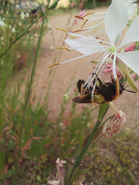 Andrena thoracica F 2025 06 (3)