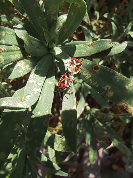 Eurydema ornata