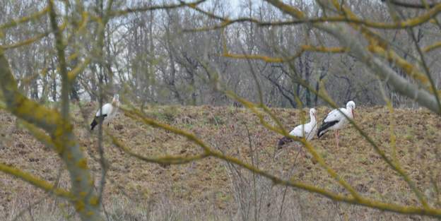 Cigognes blanches 2019 03 Début mars 2019 : trois cigognes sont venues se reposer un instant près du lac. Elles sont repartie quasiment dans la foulée. C'est la seconde fois en 30 ans...