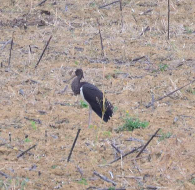 cigogne noire 2024 10 (1) Un jeune migrant vers le nord. Première fois qu'on voit cet oiseau.