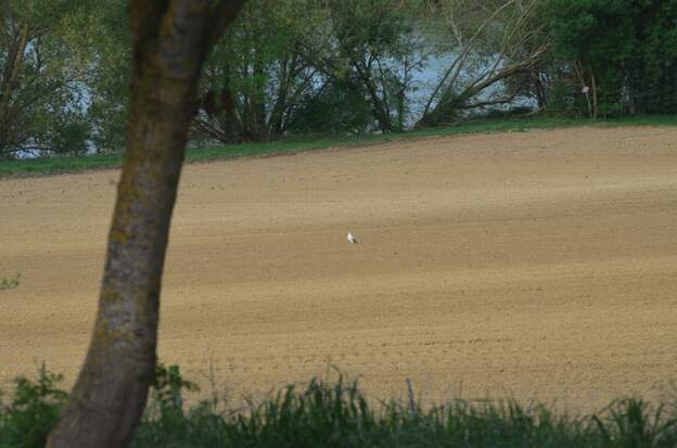buse variable forme blanche 2026 03 Blanche avec le bout des ailes noir.