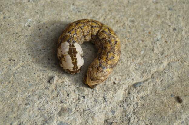 Acherontia atropos 2025 11 Encore un sphynx à tête de mort, d'une couleur inhabituelle. 104 mm de long.