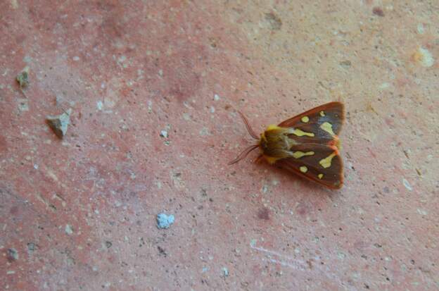 Arctia testudinaria 2016 04 Avant 2016 c'était Hyphoraia testudinaria , mais les deux familles ont fusinné.