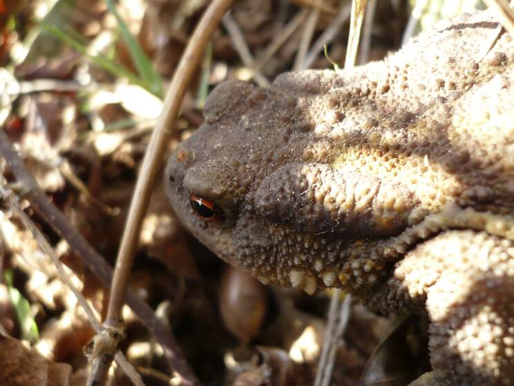Batraciens et reptiles : grenouilles, crapauds, tritons, lézards etc. Pour les spécialiste modernes, la classe des batraciens/amphibiens n'existe plus. Mais on ne va pas se faire mal à la...