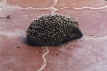 Autres Quelques rares animaux sauvage que je n'ai pas mis ailleurs, pour cause de rareté de la famille.