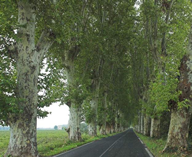 Travel On the road, the biggest Platanus vulgaris I ever saw ! very nice, and now so rare