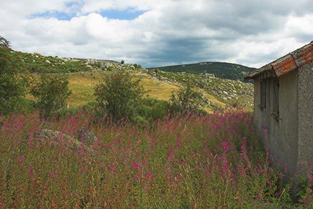 Mont Lozère old shepherd house, stones and wild flowers
