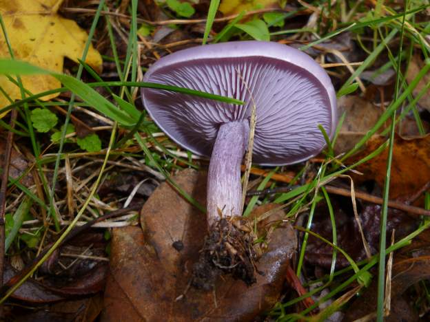 Lepista nuda (1) Le Pied bleu . C'est un champignon tardif en saison qui vient surtout après les premiers froids, dans les bois de feuillus comme de conifères, sur les végétaux...