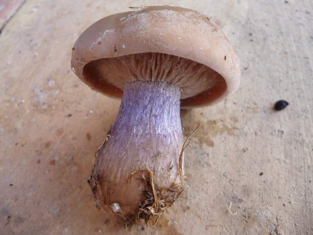 Lepista personata Le Pied-violet . C'est un champignon assez répandu en Europe, qui pousse dans l'herbe et forme souvent des ronds de sorcières. Comestible.