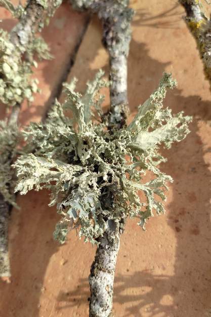 lichen - Evernia prunastri