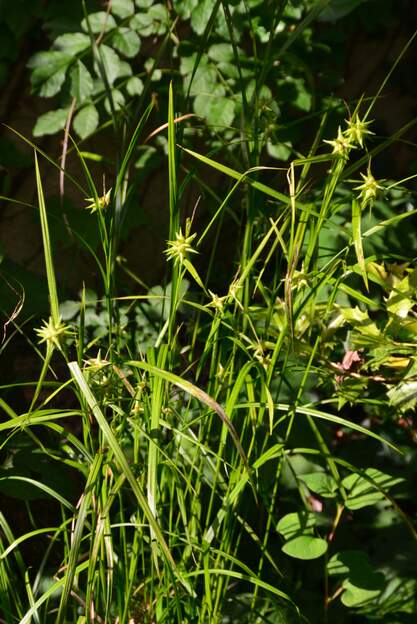 grayi 2025 06 On l'a mis contre le mur nord-ouest, il n'a pas beaucoup propéré, mais se porte bien quand même.