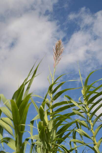 Arundo donax 'Variegata' 2026 10 Elle se portait très mal dans le Vallon, ayant maintenant trop d'ombre qui ne lui convient pas du tout. Nous en avons planté quelques racines tout à l'ouest du...