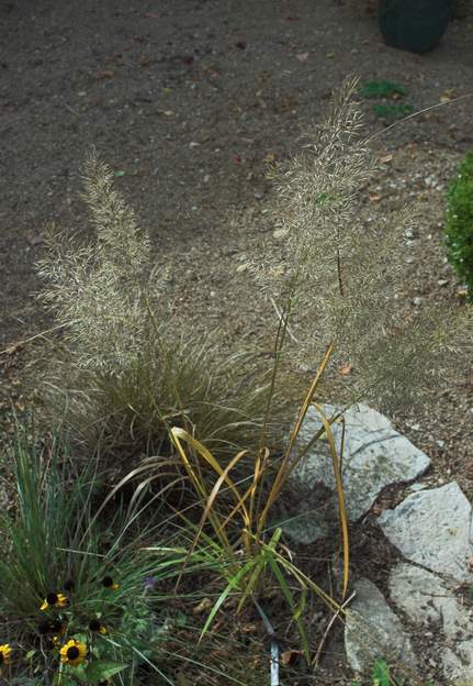 Calamagrostis Brachytricha