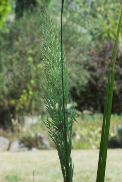 Calamagrostis brachytricha 1