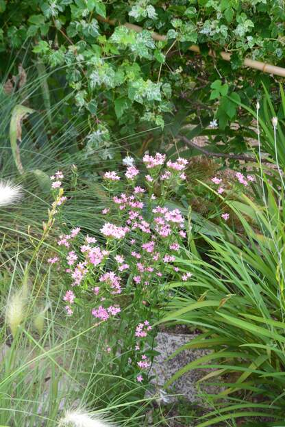 Centaurium erythraea 2026 06 La petite centaurée. Juste devant la serre. Elle pouse à l'état sauvage juste dans la friche d'ici.