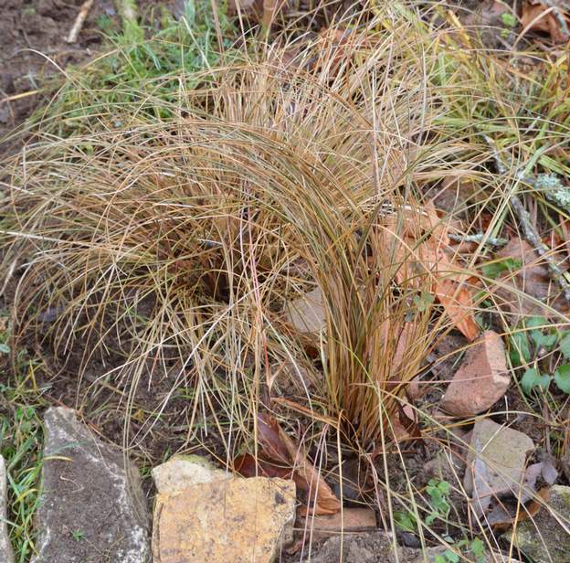 buchananii 2015 on voit mieux le contraste entre le buchananii et le comans (derrière)