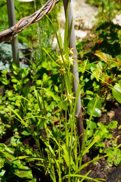 grayi 2013 achat mai 2013 à St Nicolas