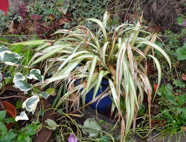 morrowii 'Ice Dance'