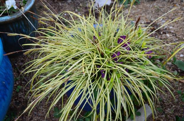 oshimensis 'Evergold' 2014