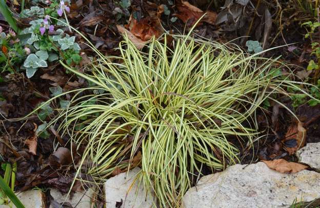 oshimensis 'Evergold'a