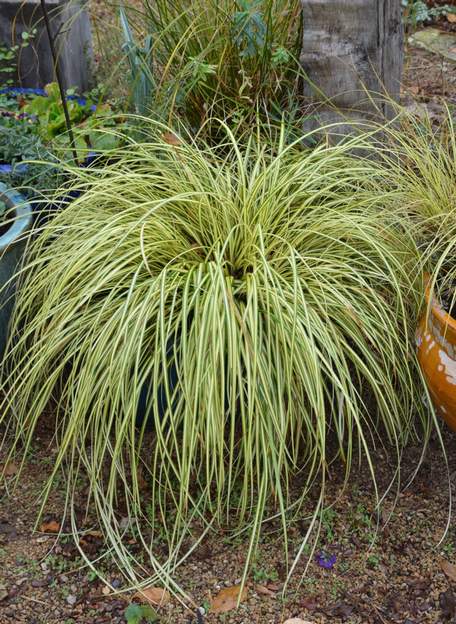 oshimensis 'Evergold'b