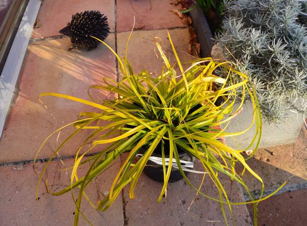 oshimensis 'Everillo' 2016 12